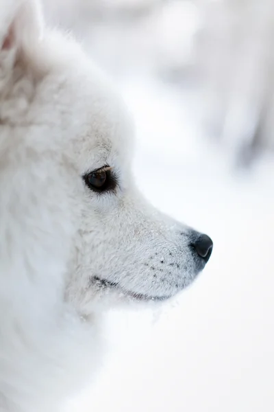 Samoed köpek kış portresi — Stok fotoğraf