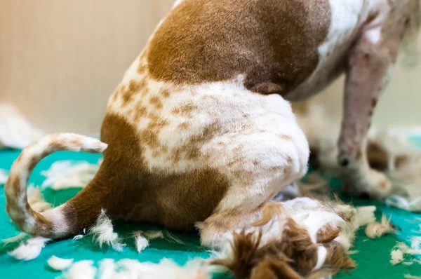 Az igényes kutya egyre haját elvágva — Stock Fotó