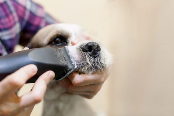 Kuaför köpek kürk namlu üzerinde bir düzeltici ile mows. — Stok fotoğraf