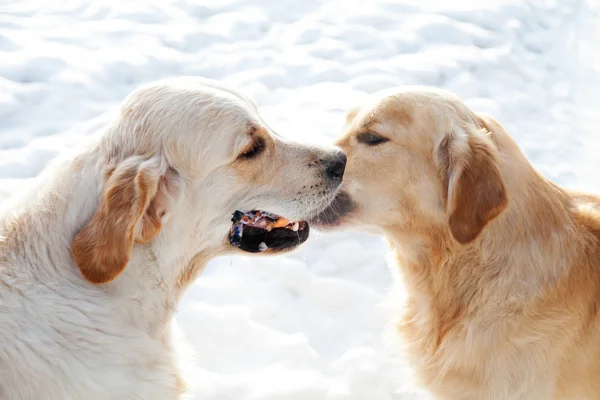 Portret van een hond. twee jonge gouden retriever — Stockfoto