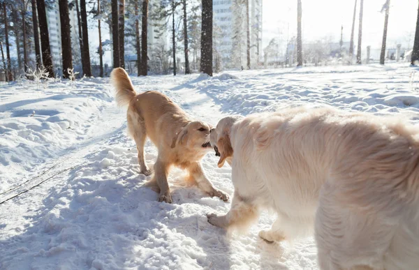 Clothes for dogs. two golden retriever dogs playing outdoors in winter.