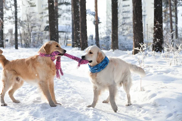 Dwa golden retriever psy grać na zewnątrz holowania w zimie. — Zdjęcie stockowe