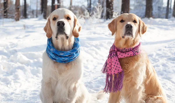 Portret dwóch młodych golden retriever — Zdjęcie stockowe