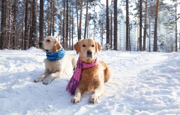 Portret dwóch młodych golden retriever — Zdjęcie stockowe