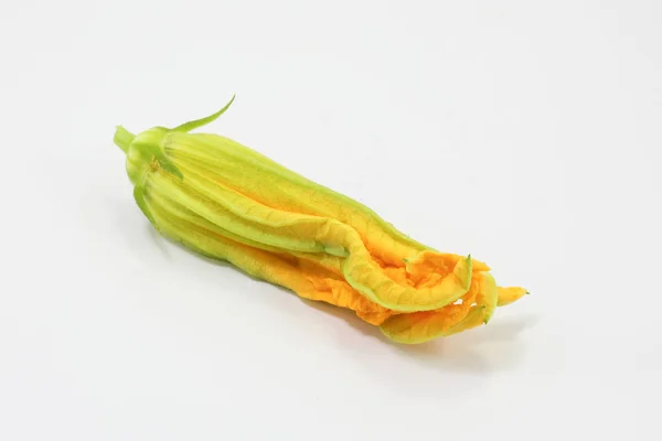 Zucchini-Kürbisblüte — Stockfoto