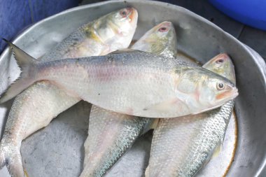 Ilish Hilsa balık 