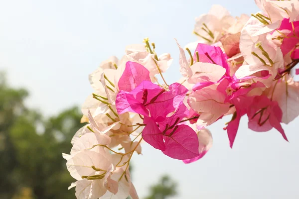 Flor de buganvilla blanca púrpura —  Fotos de Stock