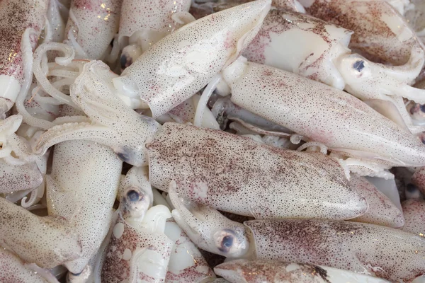 Kalmary Squid mątwy — Zdjęcie stockowe