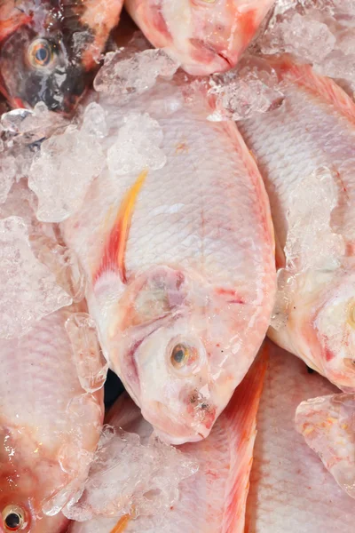 Ryby świeże tilapia — Zdjęcie stockowe