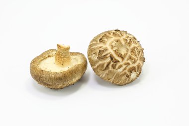 Bütün Shiitake mantar