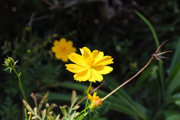 Gul kosmos blomma — Stockfoto