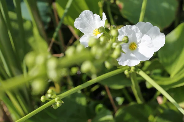 Pequeña flor blanca — Foto de Stock