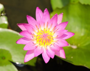 Water Lily Flower