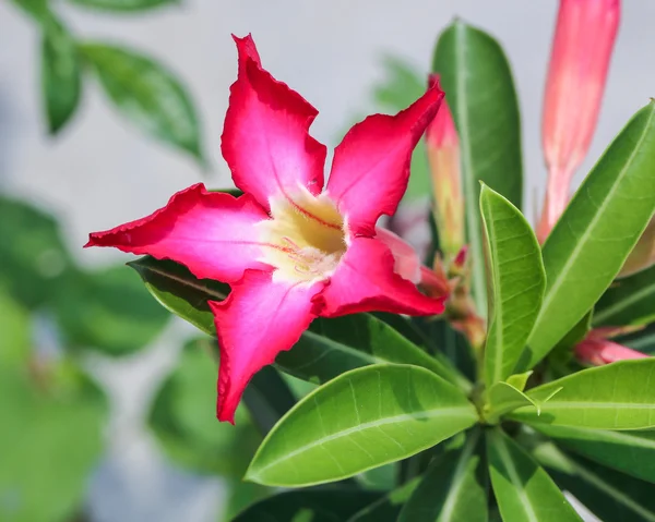 Mandeville campana en forma de flor embudo —  Fotos de Stock