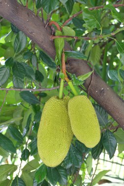 Nefesi spikey sert meyve