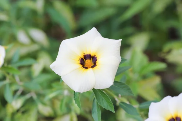 Flor Hibiscus trionum — Fotografia de Stock