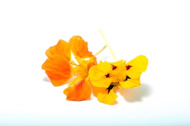 Nasturtiums çiçek yenilebilir