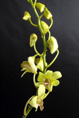 Yeşilimsi balmumu orkide Flowe
