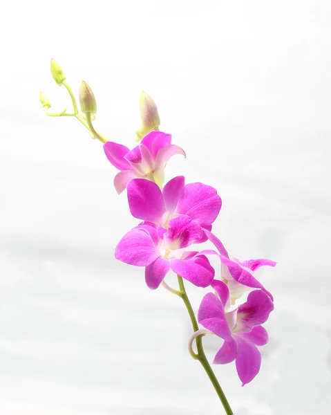 Fialové kaštanové orchidej květina — Stock fotografie