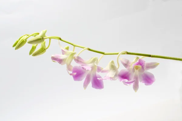 Luz púrpura orquídea blanca flor — Foto de Stock