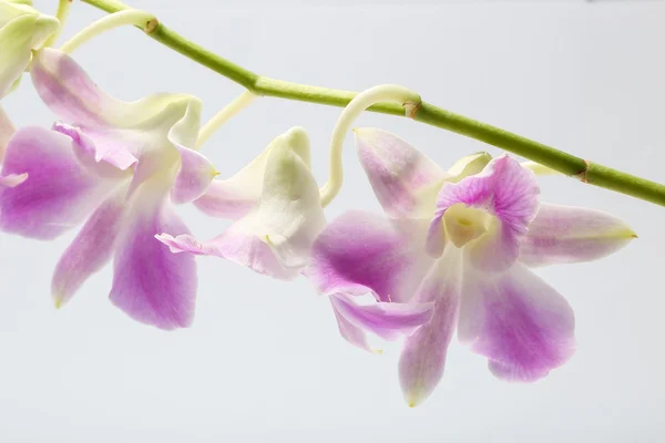 Luz púrpura orquídea blanca flor — Foto de Stock
