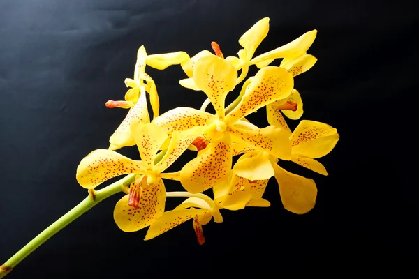 Flowe amarillo manchado de la orquídea —  Fotos de Stock