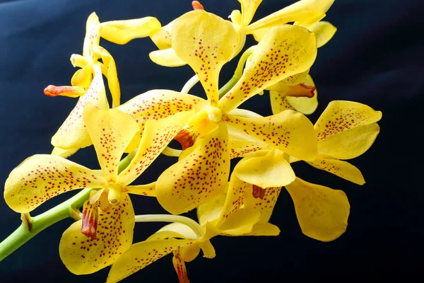 Flowe amarelo manchado do Orchid — Fotografia de Stock