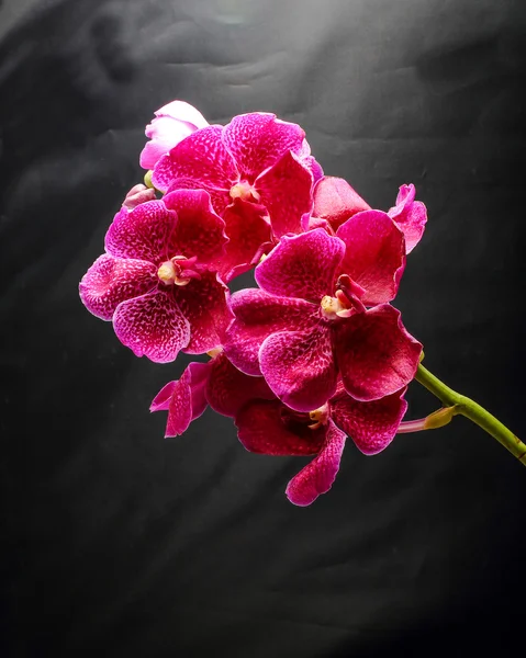 Flor de orquídea púrpura — Foto de Stock