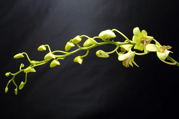 Flowe de la orquídea cerosa verdosa — Foto de Stock