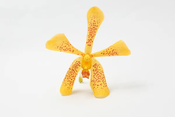 Flor roja manchada amarilla de la orquídea —  Fotos de Stock