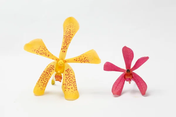 Жовто-плямистий maroon червоні Orchid квіти — стокове фото