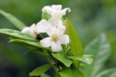 küçük beyaz çiçek