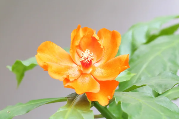 オレンジ色の花 — ストック写真