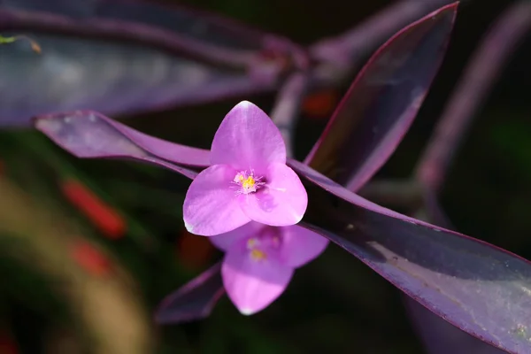 Flowe violeta púrpura —  Fotos de Stock