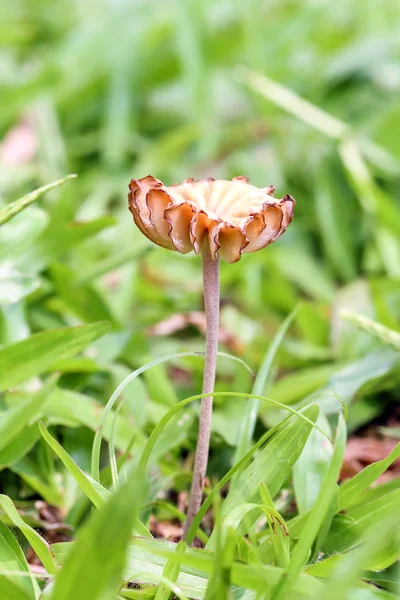 Vild svamp utomhus — Stockfoto