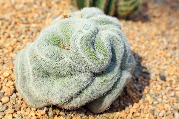 Netelige hersenen cactus — Stockfoto