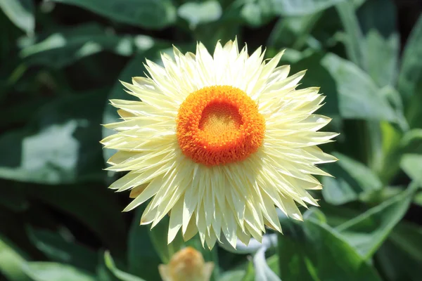 Helichrysum bracteatum květ — Stock fotografie