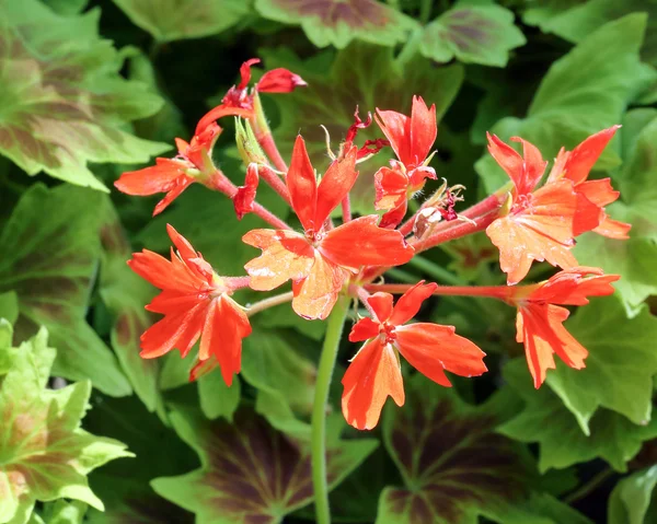 赤オレンジ色の花 — ストック写真