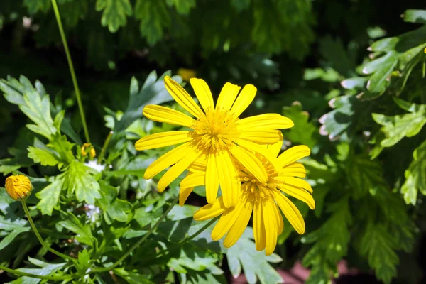 Żółty kwiat w ogrodzie — Zdjęcie stockowe