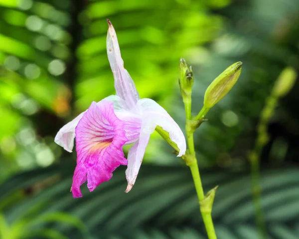 Fialový Fialový květ — Stock fotografie