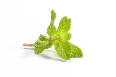 Yeşil nane yaprağı