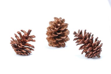 Çam koni Noel dekorasyon