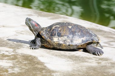 Red eared slider Turtle clipart