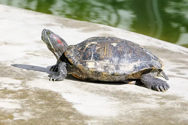 Red eared slider Turtle — Stock Photo, Image