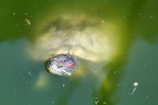 Red eared slider Turtle — Stock Photo, Image