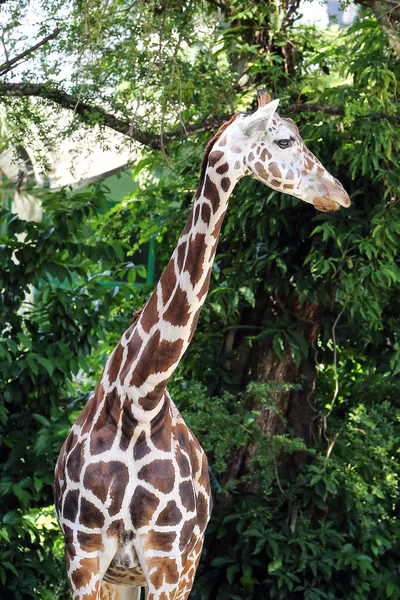 Girafe tête long cou — Photo