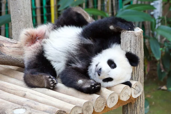 Dziecko olbrzym Panda Bear — Zdjęcie stockowe