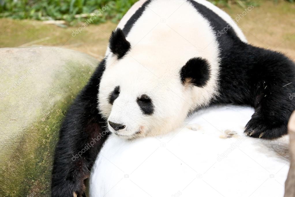 Giant Panda Bear Sleeping — Stock Photo © oqba 120440746