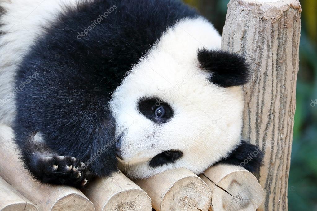 赤ちゃんパンダをクマします ストック写真 C Oqba
