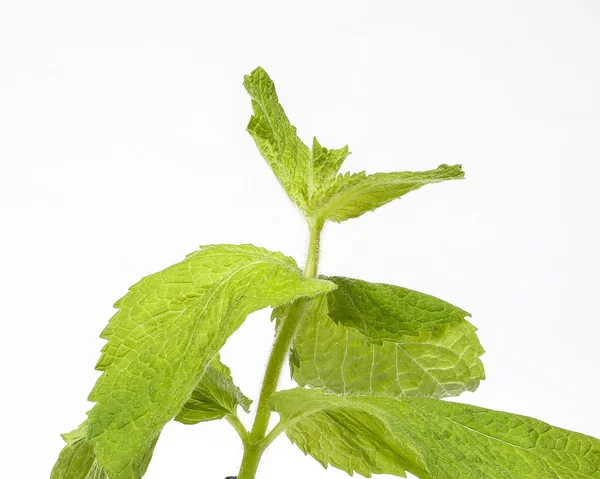 Hierba verde menta de manzana — Foto de Stock